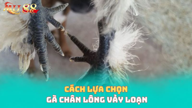 Cách lựa chọn gà lông vảy loạn