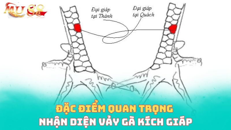 Đặc điểm quan trọng nhận diện