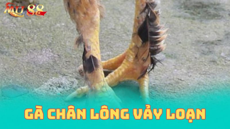 Chi tiết về gà chân lông vảy loạn