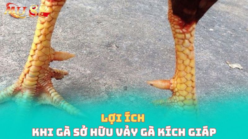 Lợi ích khi chiến kê sở hữu vảy kích giáp