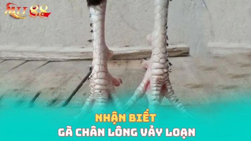 Nhận biết chiến kê chân lông vảy loạn