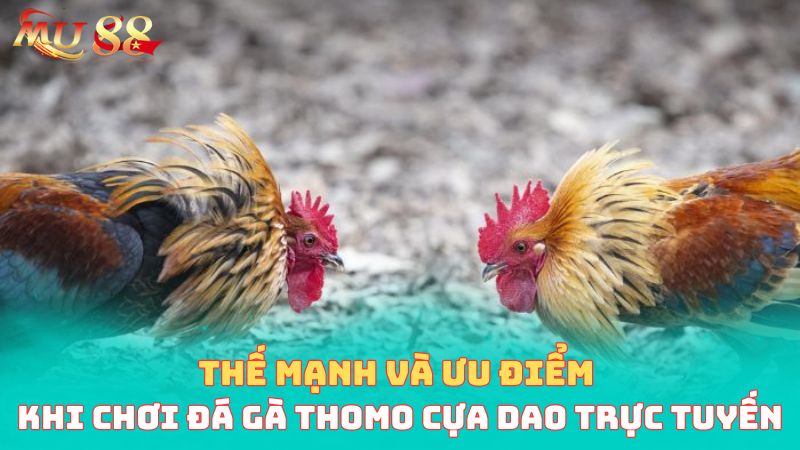 Thế mạnh và ưu điểm khi chơi đá gà Thomo cựa dao trực tuyến