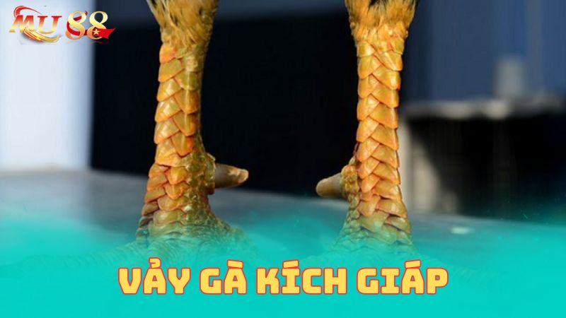 Giới thiệu vảy gà kích giáp