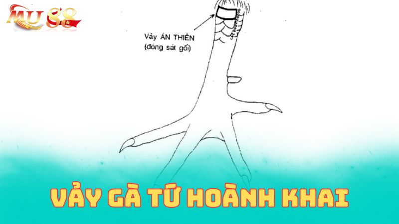 Khái quát về vảy gà tứ hoành khai